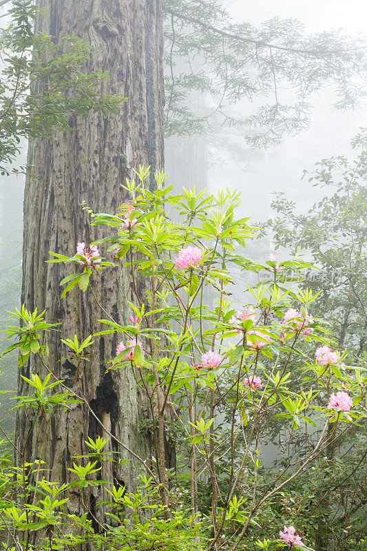 杜鹃花和红木树在雾