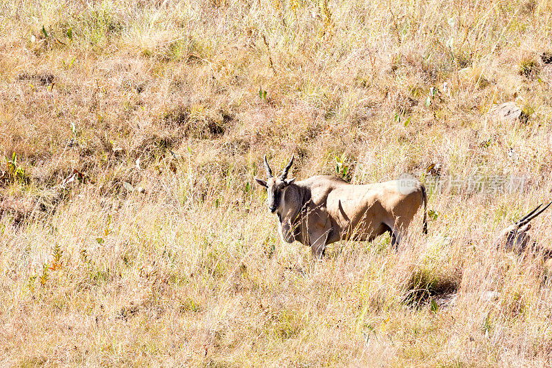 南非德拉肯斯堡山脉的Eland