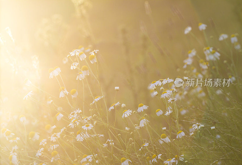 阳光下草地上的花朵