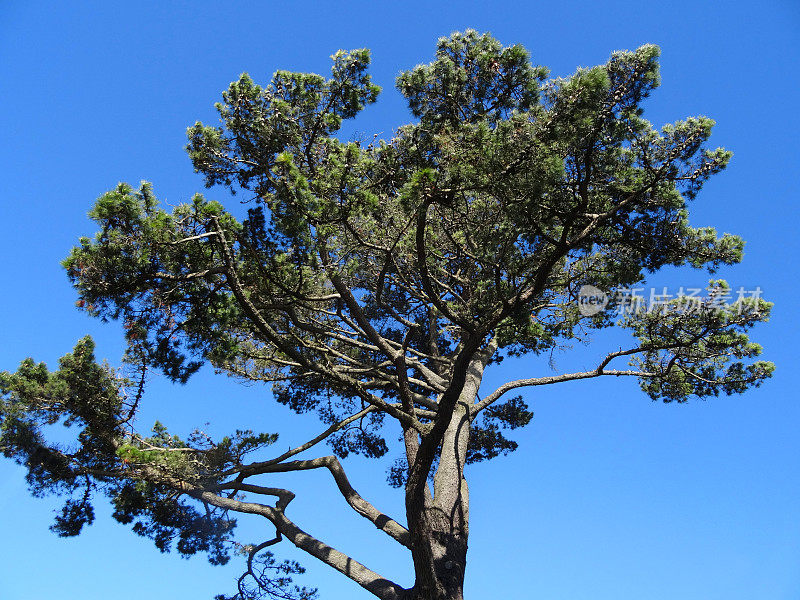 苏格兰松树的树枝和针叶(Sylvestris松)
