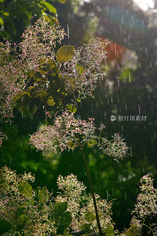 夏雨