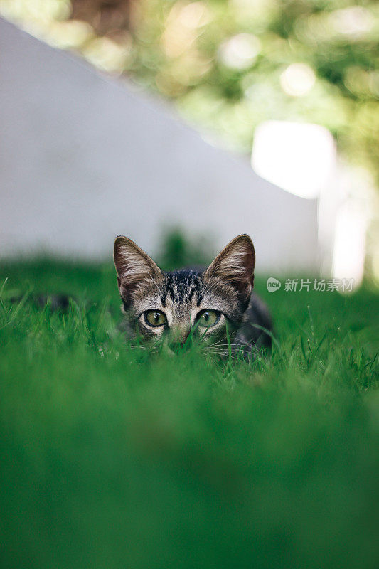 可爱的小猫躲在草坪上