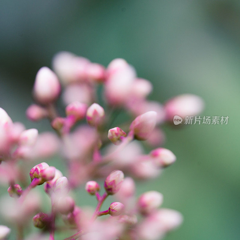 粉嫩花蕾背景近照