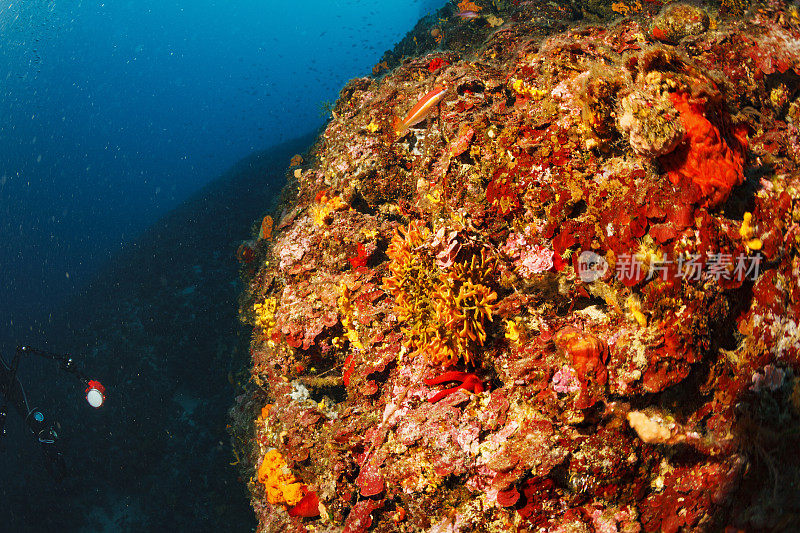 水下海洋生物珊瑚礁海洋海绵橙色珊瑚