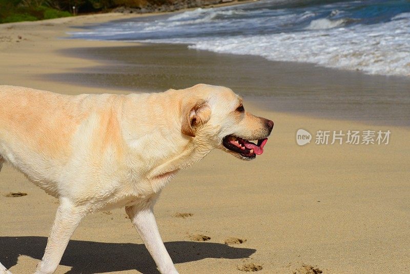 拉布拉多寻回犬