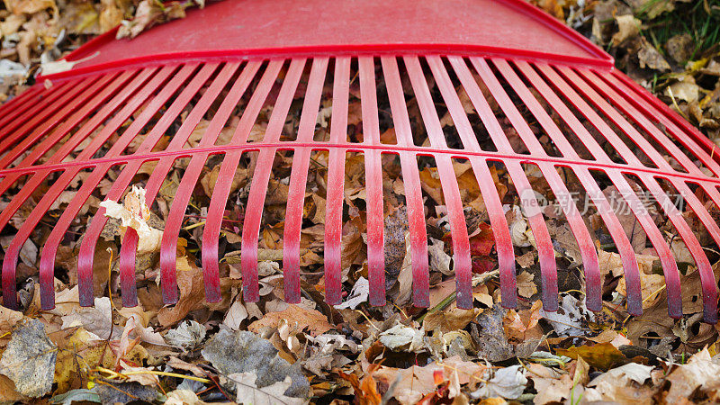 红色塑料耙在秋天的叶子