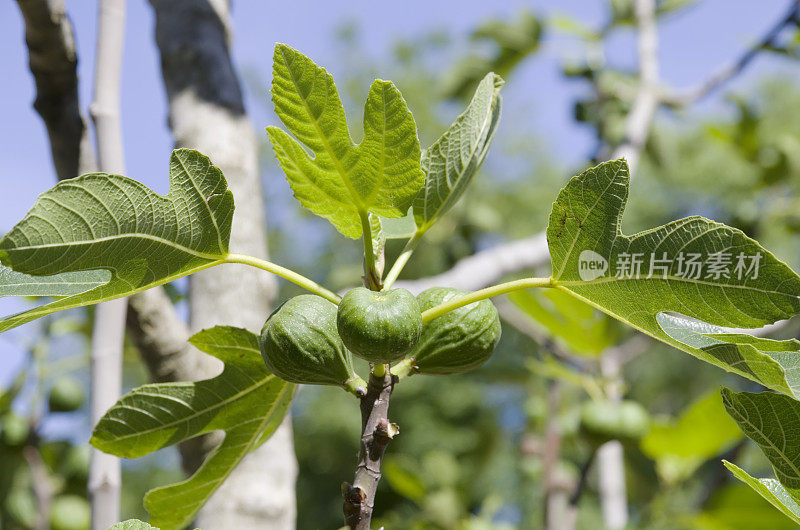 无花果果实(无花果carica)对蓝天