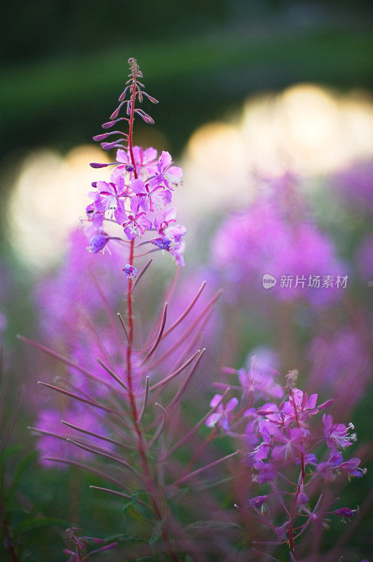 杂草的花