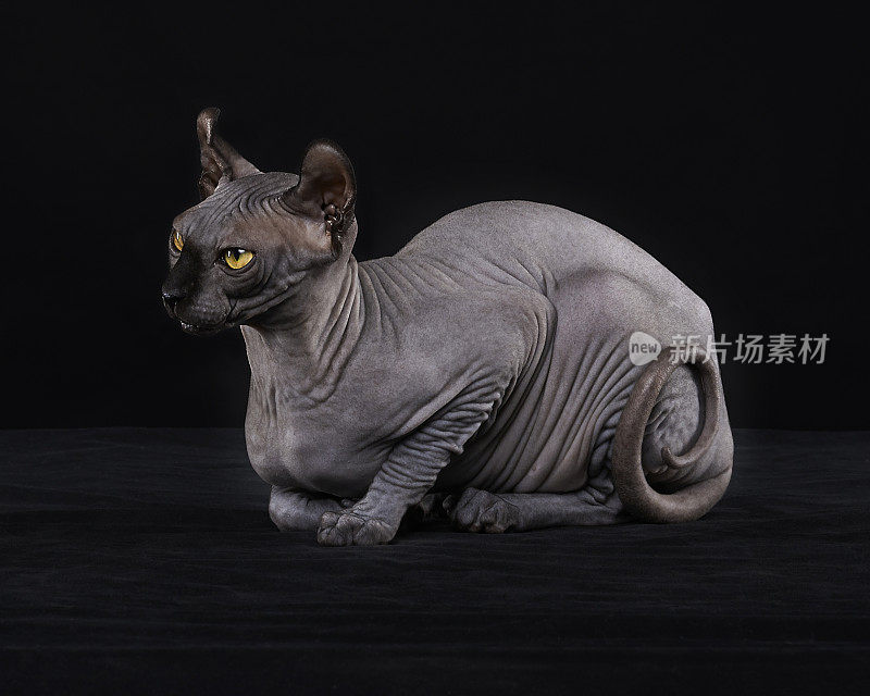 Sphynx猫