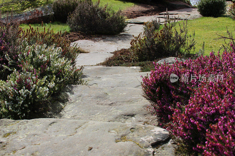 形象的石板踏脚石形成的花园通道，石南花