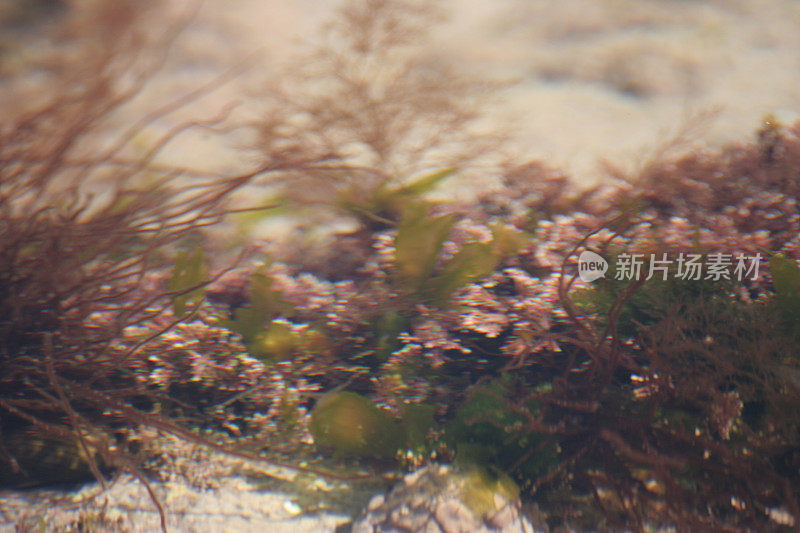 岩石池中的红色海藻