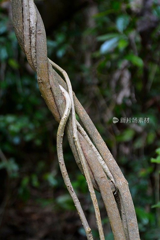 菲律宾Mantigue岛的树枝