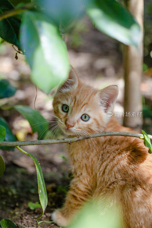 花园里的小猫