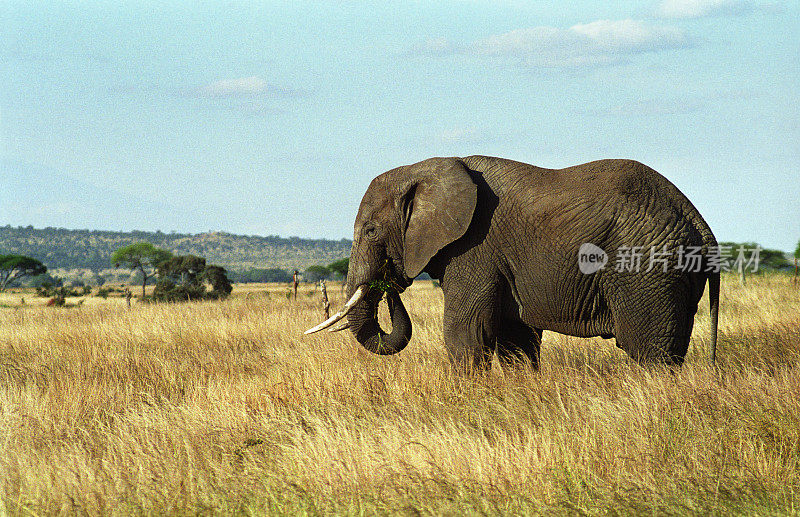 非洲象吃草坦桑尼亚复制空间