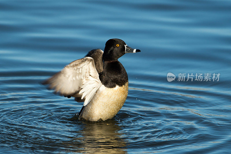 环颈鸭在池塘湖