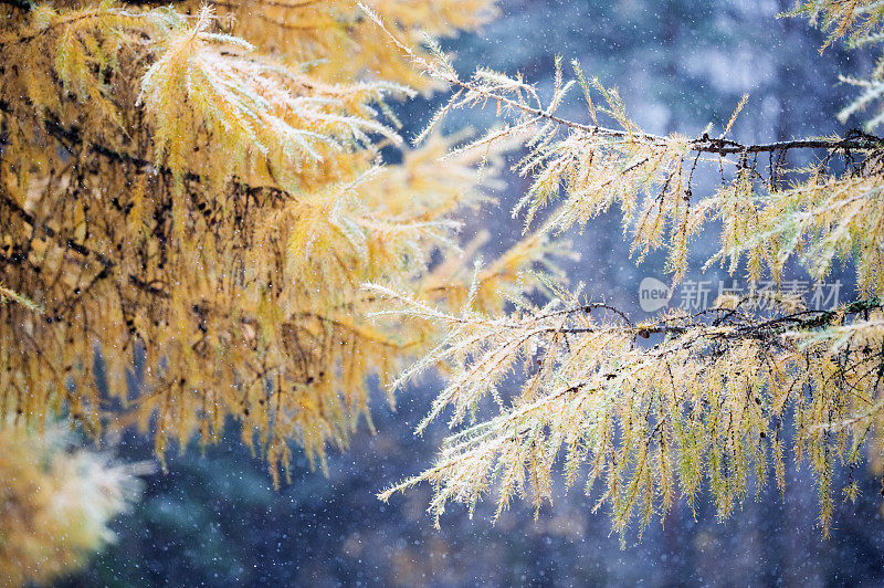 落叶松在降雪