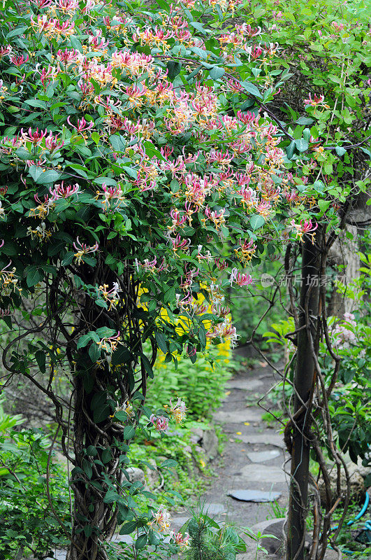 金银花(温带花)