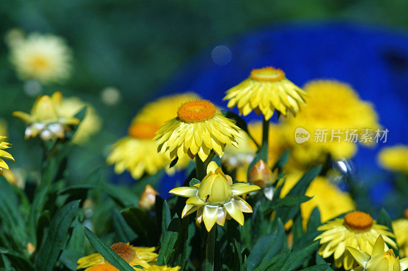 黄花植物野外特写