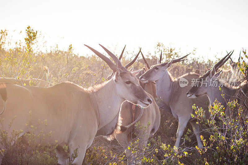 一群非洲大羚羊在高高的草丛中行走