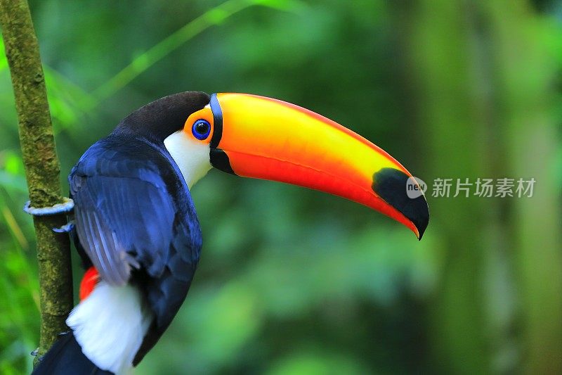 彩色可爱的巨嘴鸟热带鸟，巴西亚马逊-模糊的绿色背景