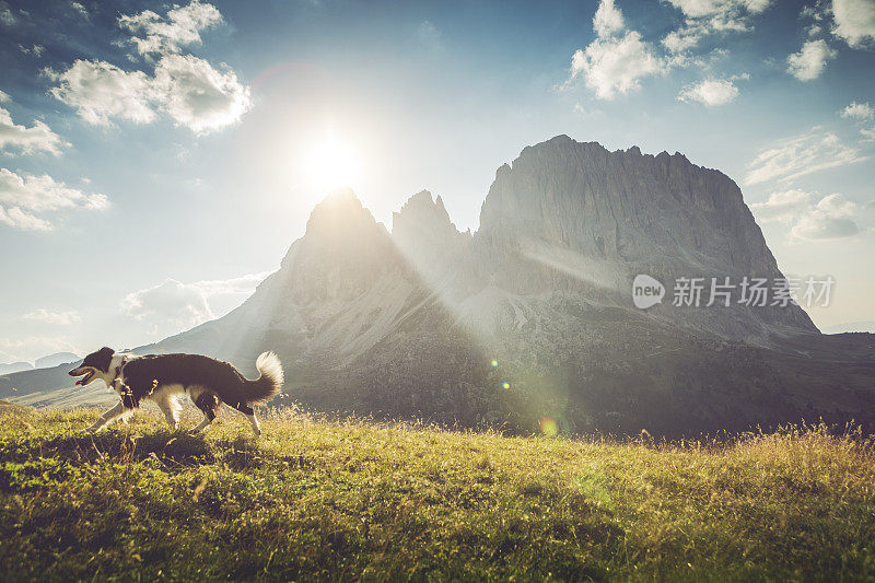 狗在白云石上的冒险