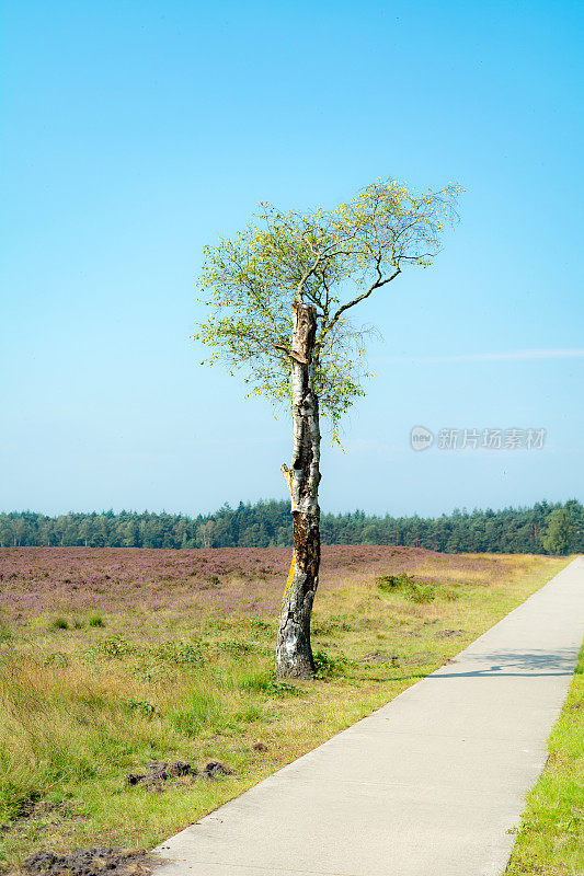 荷兰中部附近高沼地上的一棵半白桦树