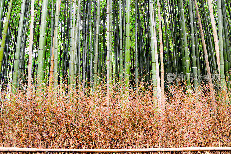 京都竹林