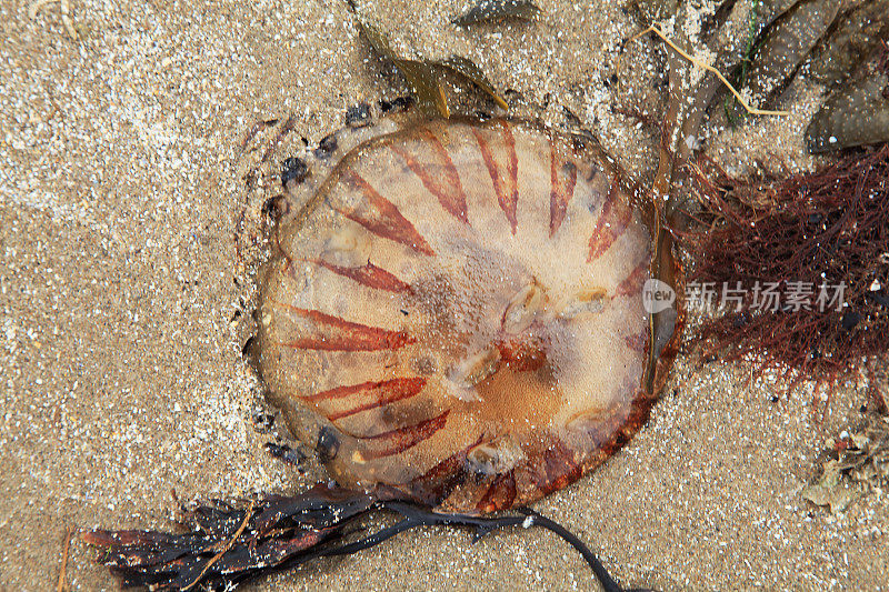 海滩文摘