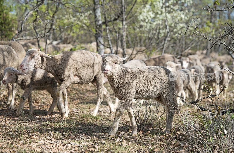 羊群迁移到另一个牧场