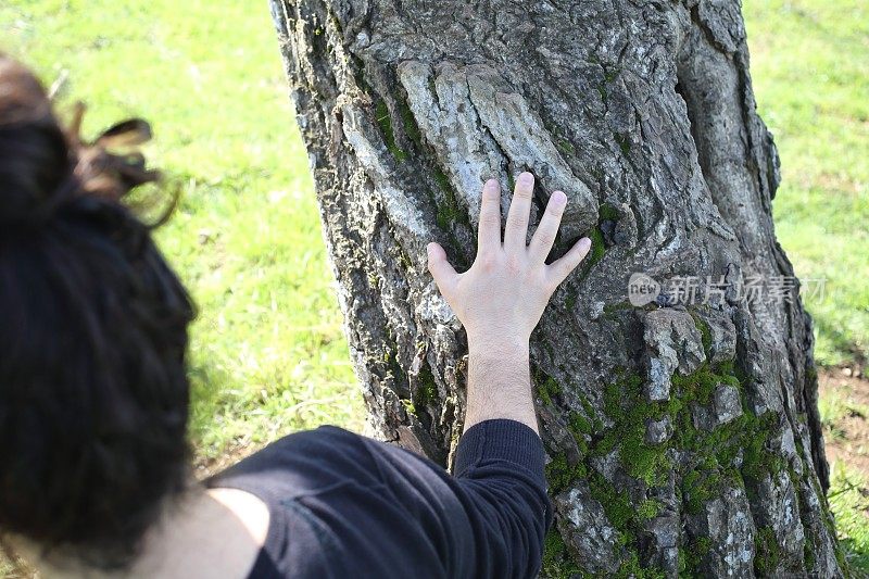 触摸和感受树的活力