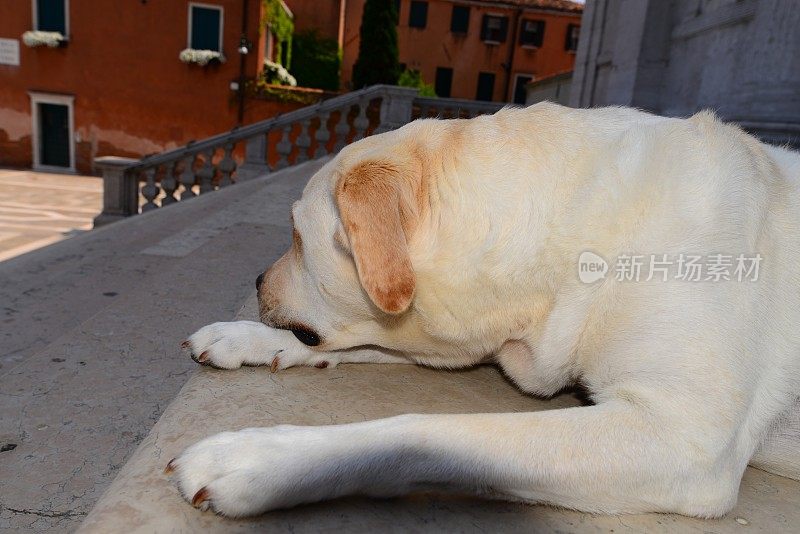 意大利威尼斯的拉布拉多寻回犬