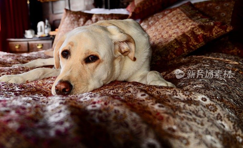 床上的拉布拉多寻回犬