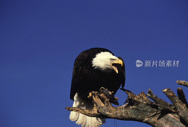 白头海雕