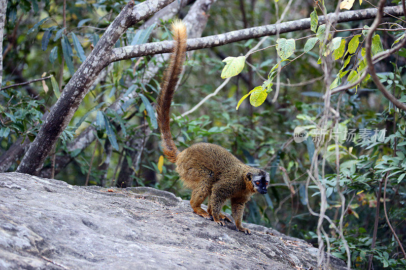 马达加斯加:马达加斯加的红额狐猴