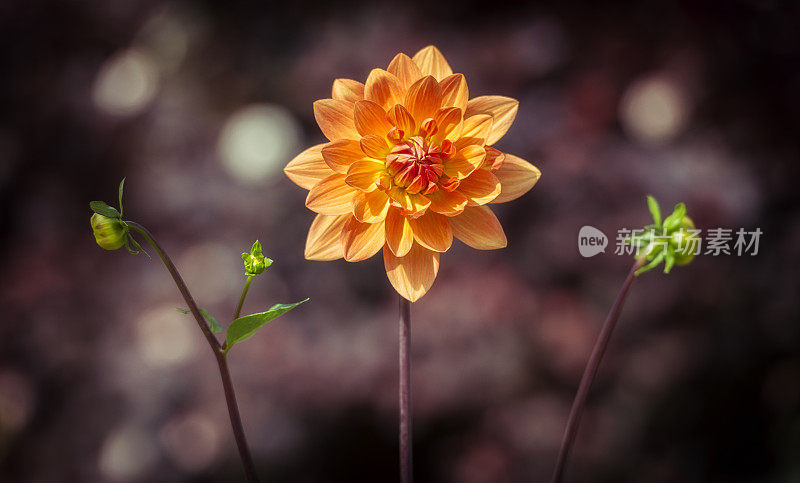 大丽花和花蕾