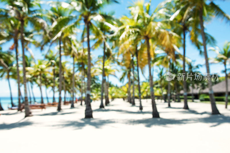 热带海滩上的椰子树抽象背景