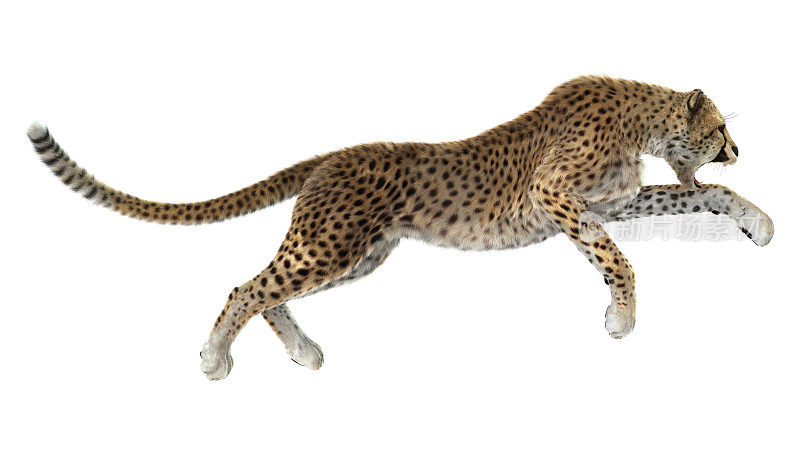 3D渲染大猫猎豹