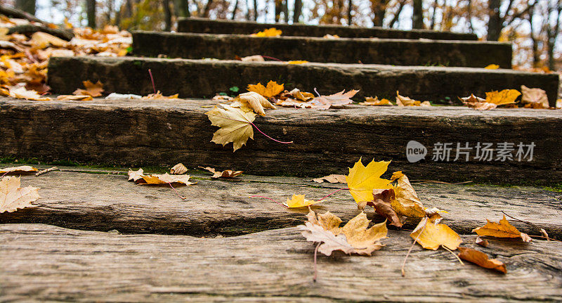 旧木楼梯上覆盖着秋叶