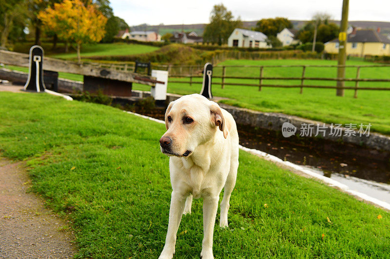 英国运河船上的拉布拉多寻回犬