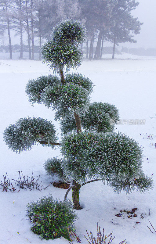 覆盖盆景树在冬天近距离
