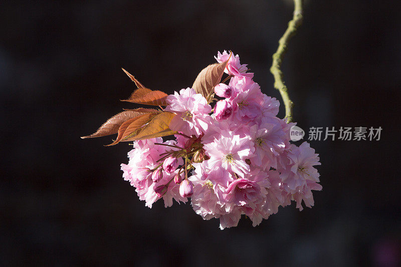 英国七橡树上的樱花