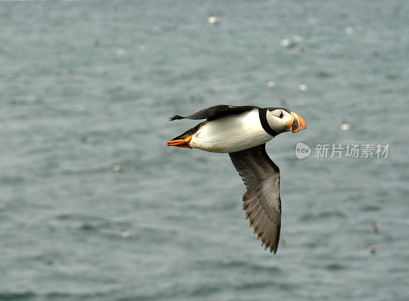 大西洋海雀