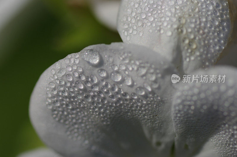 雨滴落在花瓣上