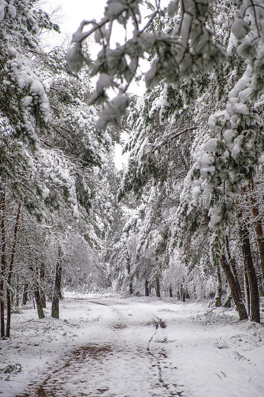 在一个刚刚下过雪的寒冷冬日里，在一片白雪覆盖的森林里的小路