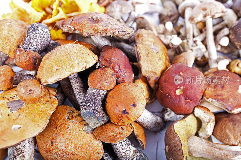 收集美味的食用蘑菇