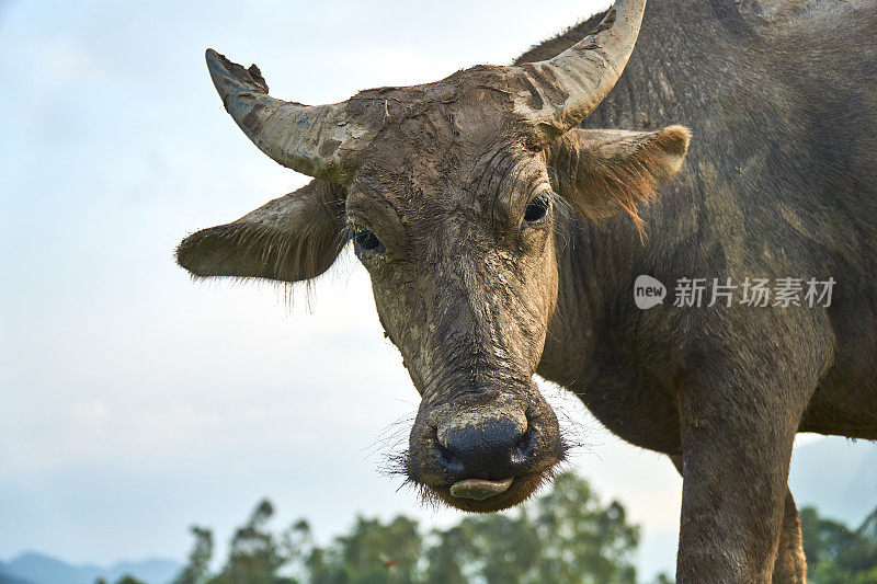 这是越南芳嫩克邦国家公园稻田里一头脏兮兮的水牛的肖像。