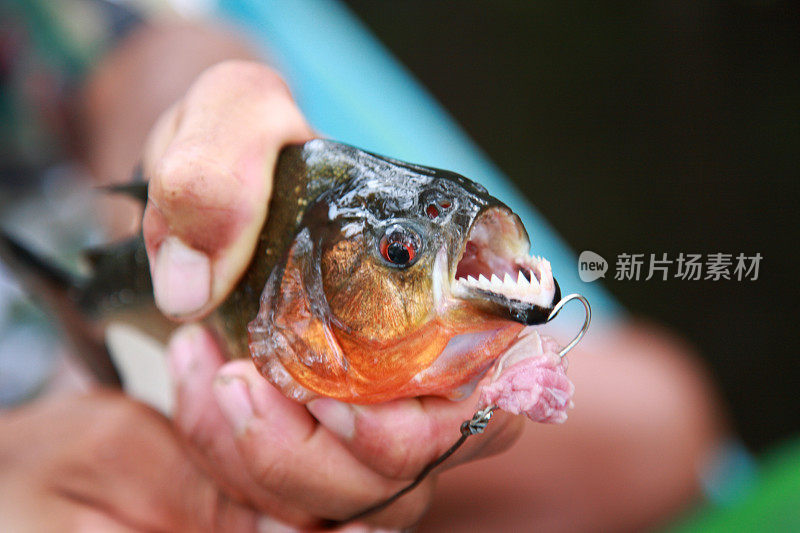 巴西亚马逊丛林河的尖牙食人鱼