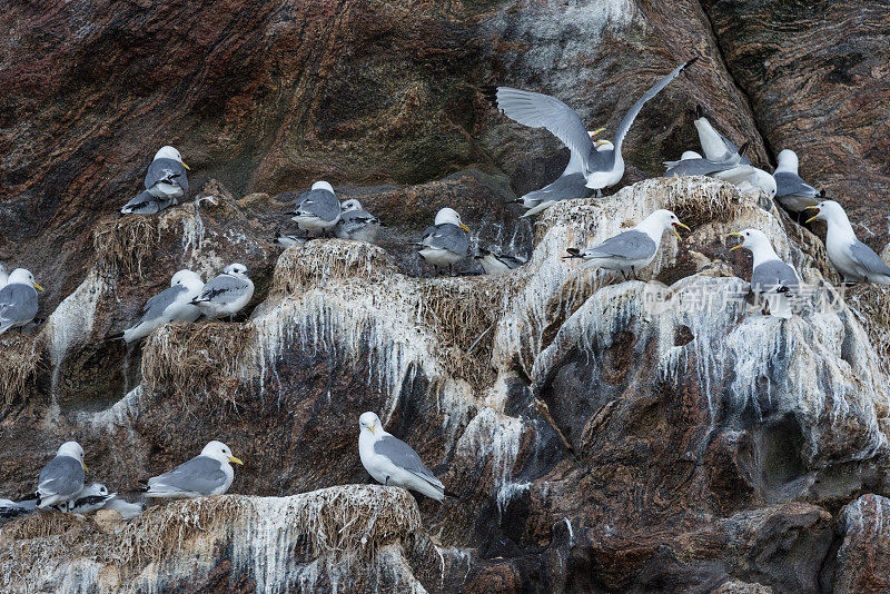 挪威罗浮敦夏日里的一群海鸥和海雀