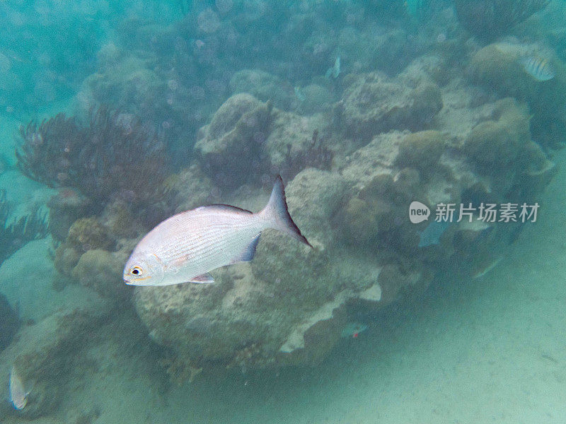 允许杰克热带鱼