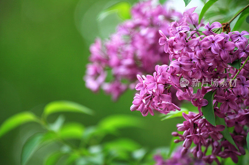 粉红色的丁香花盛开(紫丁香)与绿色的背景和复制空间